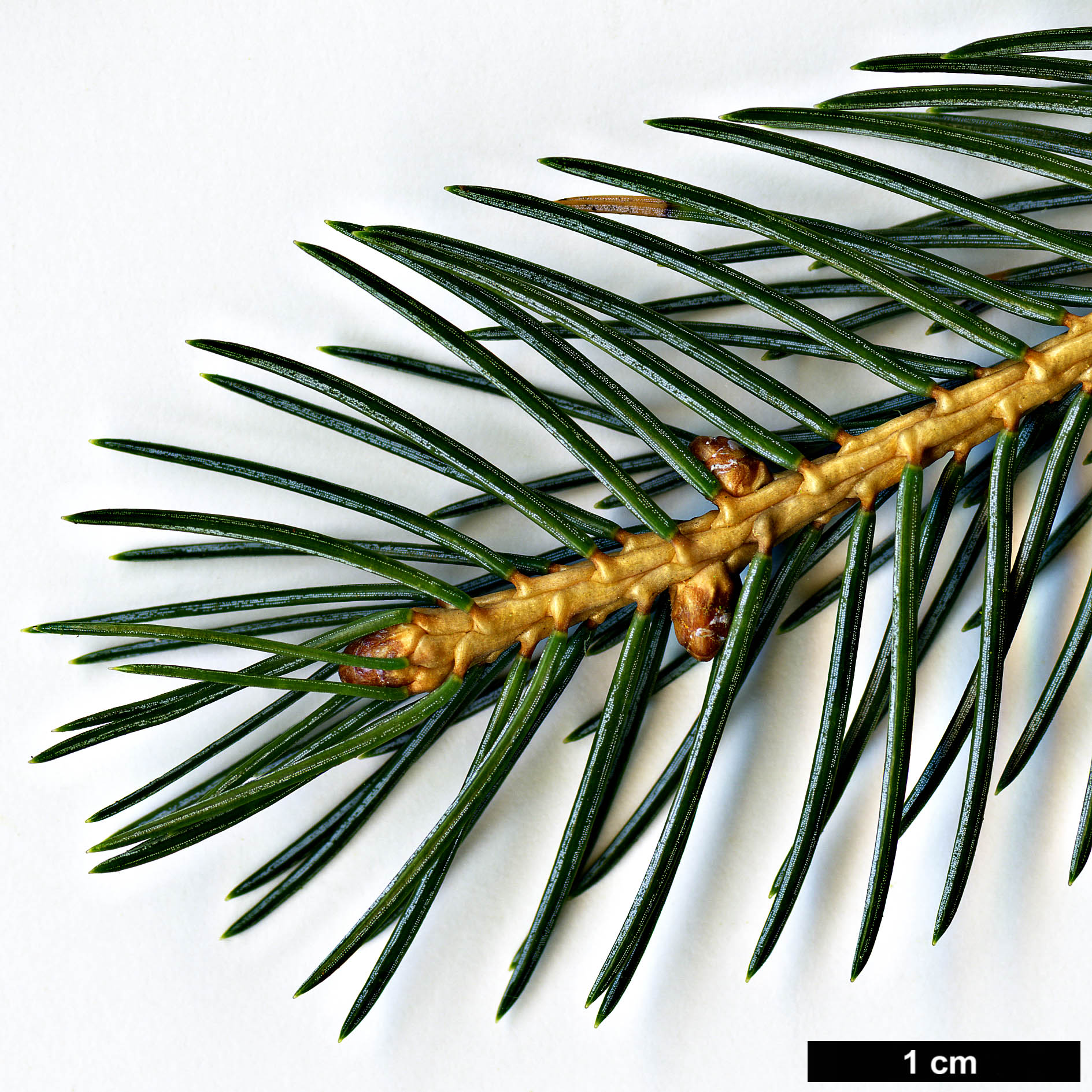 High resolution image: Family: Pinaceae - Genus: Picea - Taxon: alcoquiana - SpeciesSub: var. acicularis